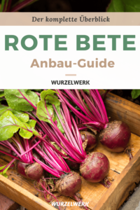 Rote Bete anbauen
