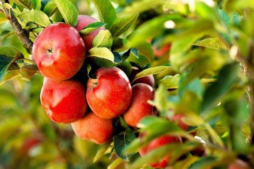 Apfelbaum schneiden: Äpfel