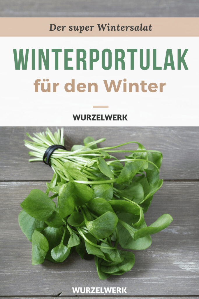 Winterportulak