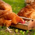 Was fressen Hühner im Auslauf?