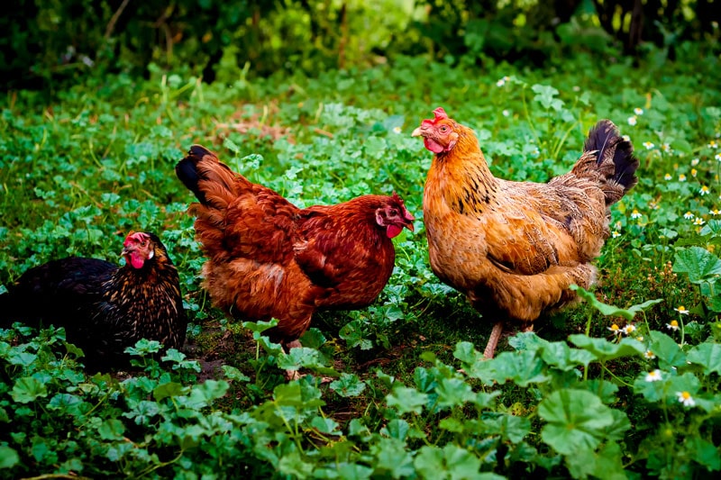Was fressen Hühner im Auslauf?