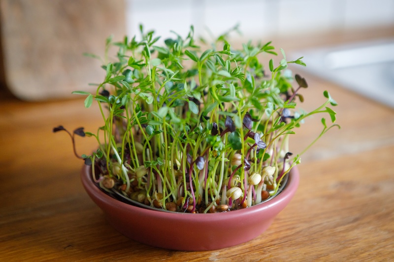 Frisch gekeimte Sprossen Frisch gekeimte Sprossen