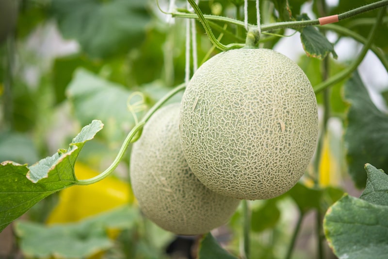 Gewächshaus Bepflanzen: Melonen im Gewächshaus