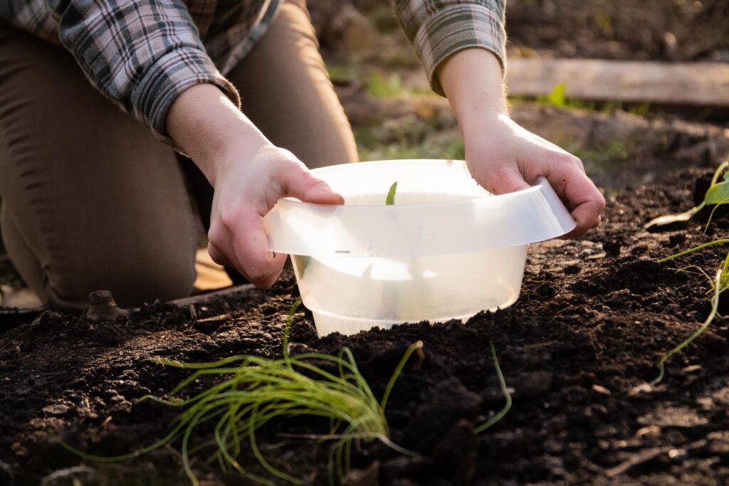 Schneckenkragen im Gemüsegarten Schneckenkragen im Gemüsegarten