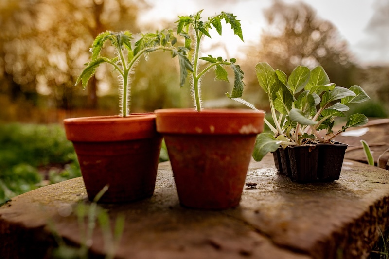 Tomaten Jungpflanzen Tomaten Jungpflanzen