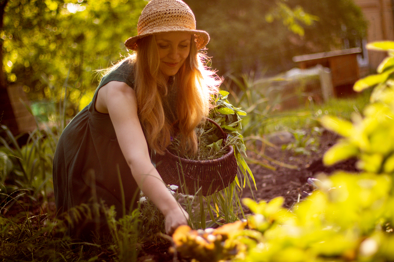 Ernte im eigenen Gemüsegarten Ernte im eigenen Gemüsegarten