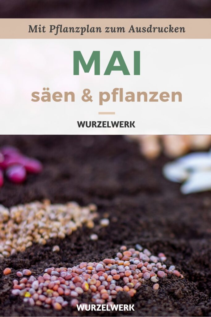 Merk dir den Artikel zur Aussaat im Mai auf Pinterest!