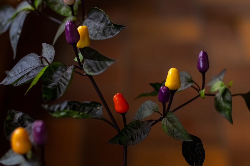 Chilis der Sorte Lila Luzi Chilis der Sorte Lila Luzi