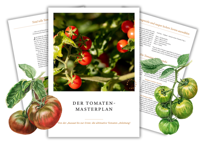 Tomaten Masterplan