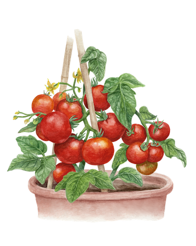 Tomate_Balkon Star_H(1)